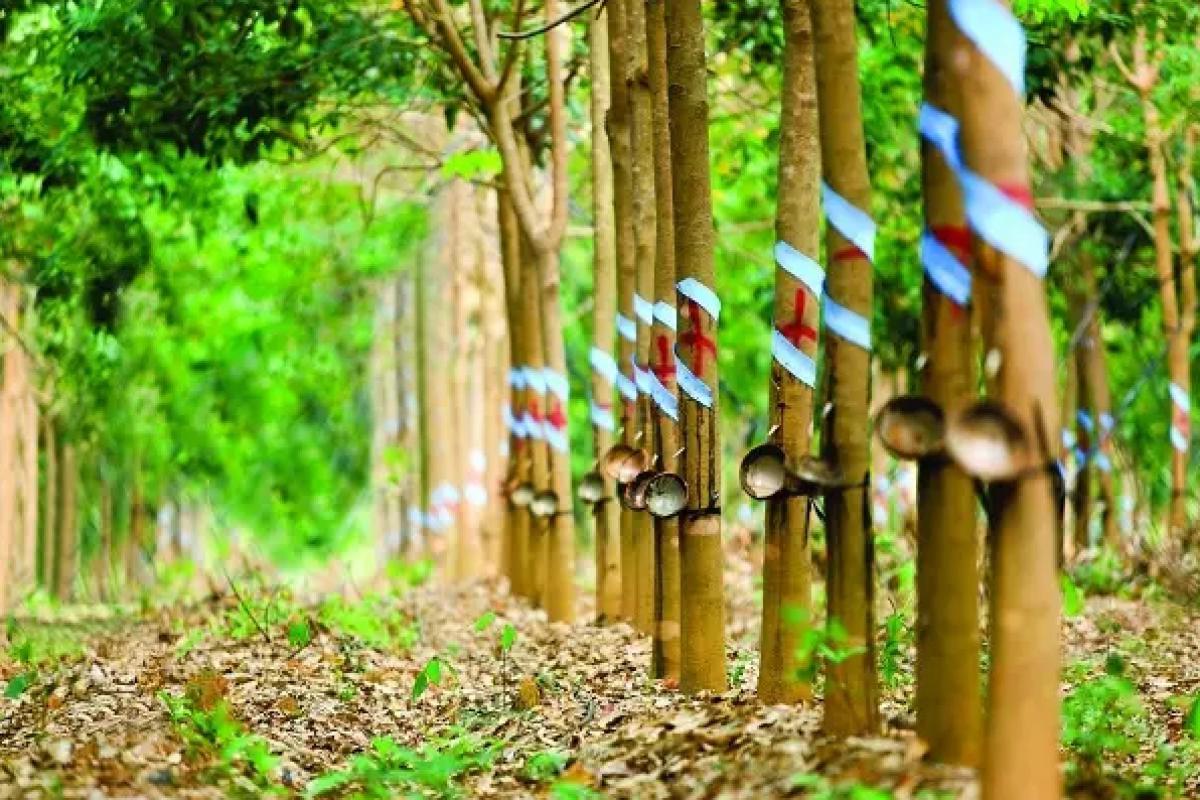 Đặc điểm thực vật học cây cao su