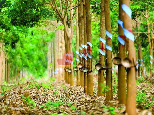 Đặc điểm thực vật học cây cao su