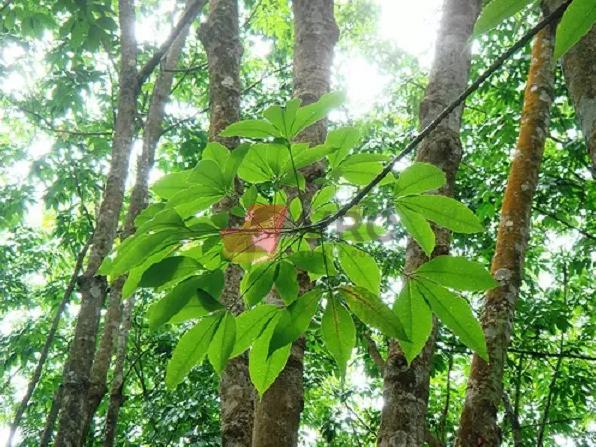 La-cay-cao-su